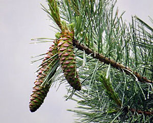 western white pine cones graphic